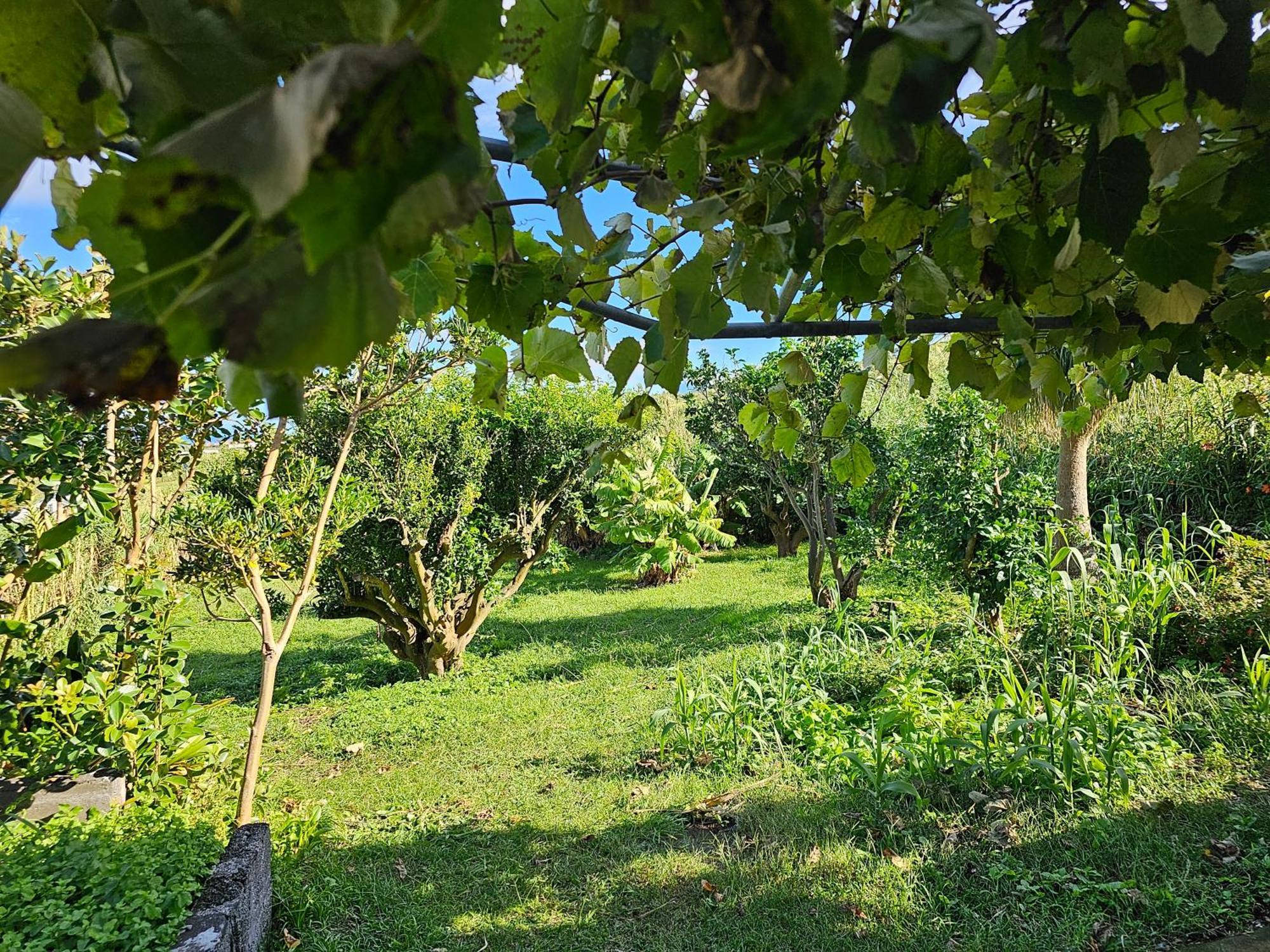 Casa Anjos Holiday Cottages Cedros Ngoại thất bức ảnh